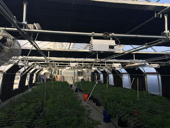 Tunnel 100% Light Deprivation Blackout System Greenhouse With Hydrophobic System